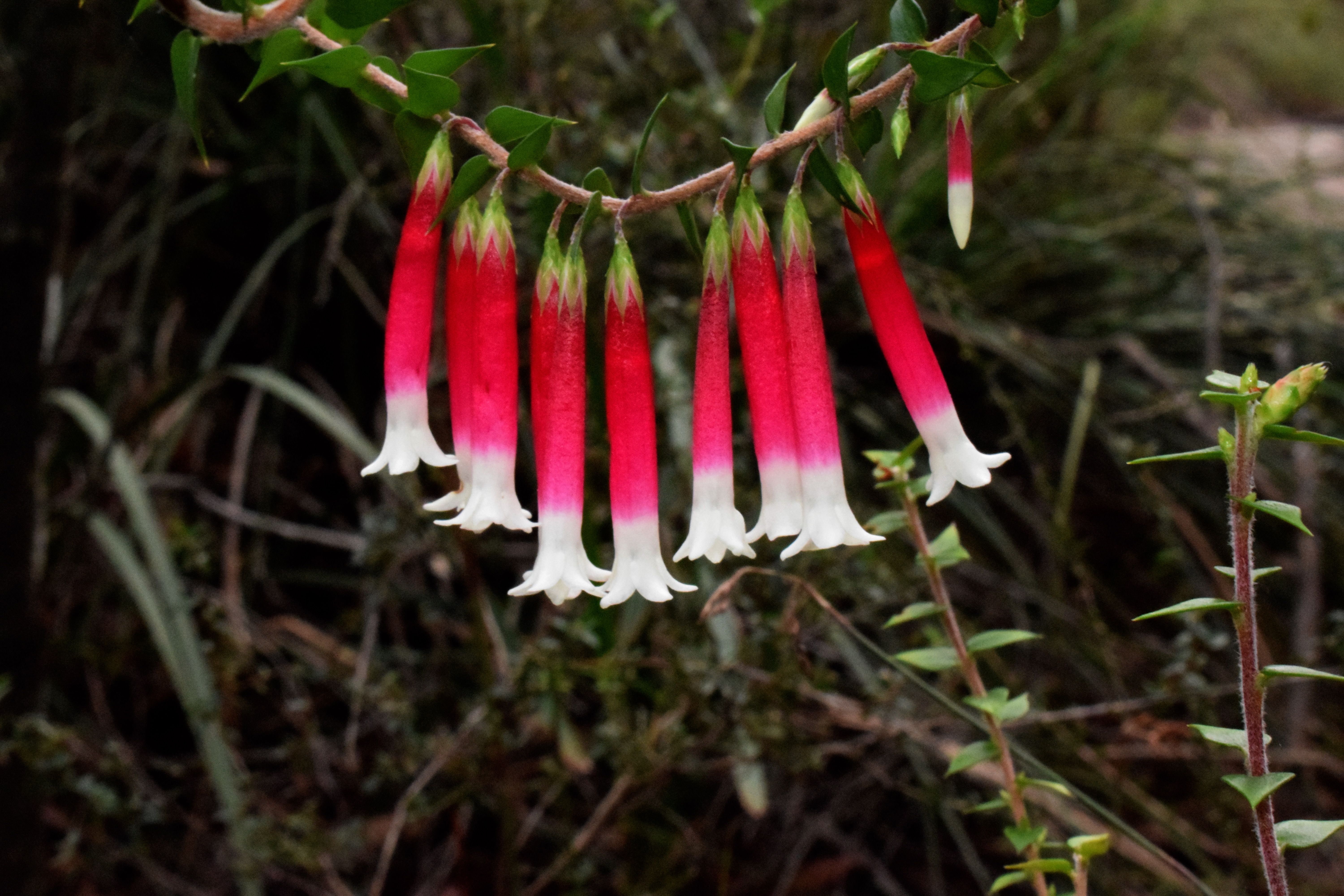 Epacris longiflora