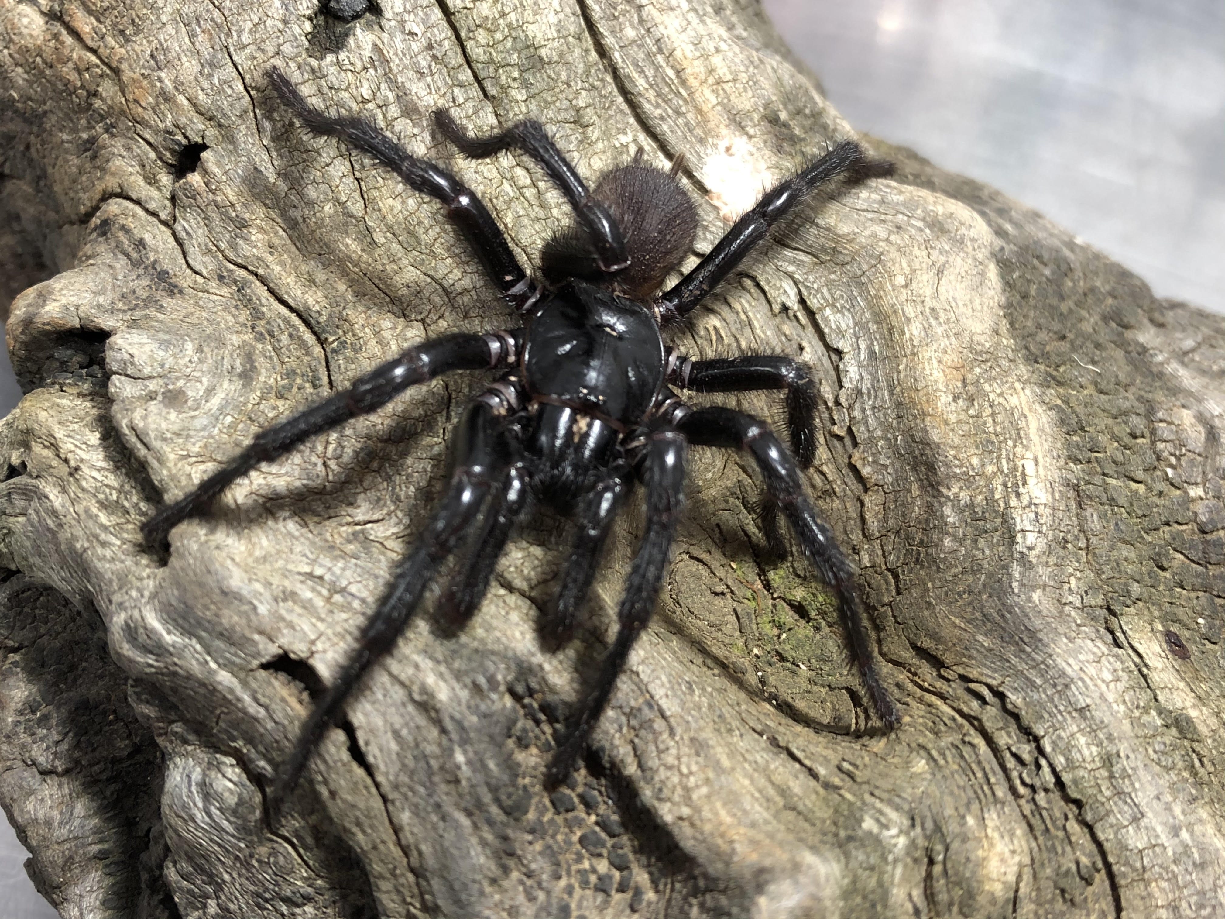 Atrax christenseni. Image by Kane Chrstensen