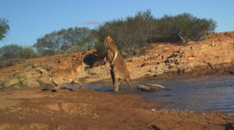 Fox attacking kangaroo