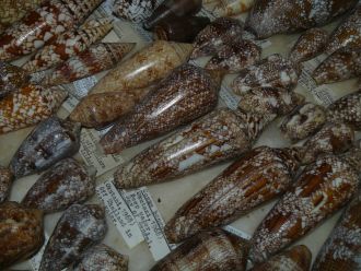Thora Whitehead Shell Collection - Cone Snails