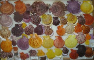 Thora Whitehead Shell Collection - Scallops