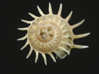 Thora Whitehead Shell Collection - Sunburst Carrier
