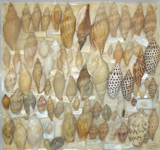 Thora Whitehead Shell Collection - Volute Snails