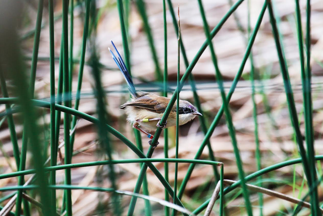 Purple-coloured fairy wren and riparian vegetation. Credit: Dr Niki Teunissen.
