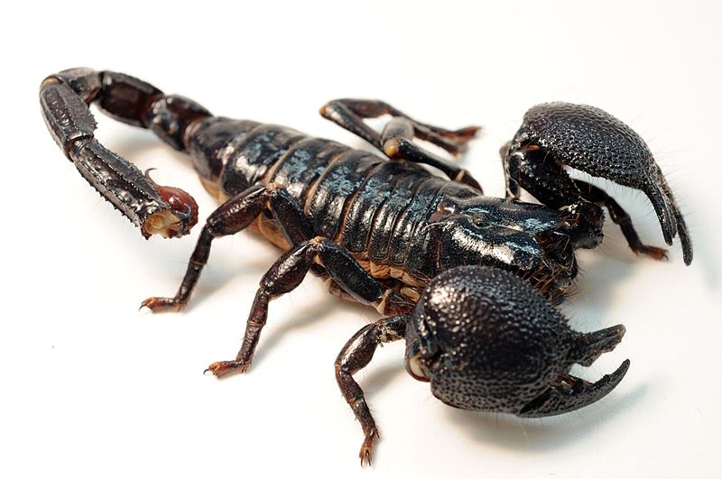 Female_Emperor_Scorpion By Rosa Pineda - Own work, CC BY-SA 3.0