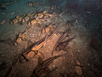 Thousands of Port Jackson sharks on the seafloor in Beagle Marine Park.