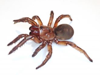 Euoplos booloumba - Dr Jeremy Wilson