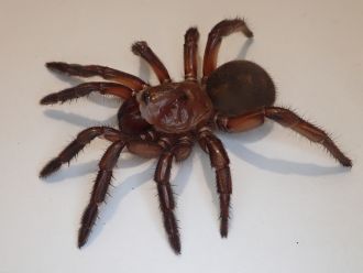 Euoplos jayneae - Dr Jeremy Wilson