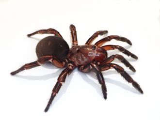 Euoplos raveni - Dr Jeremy Wilson