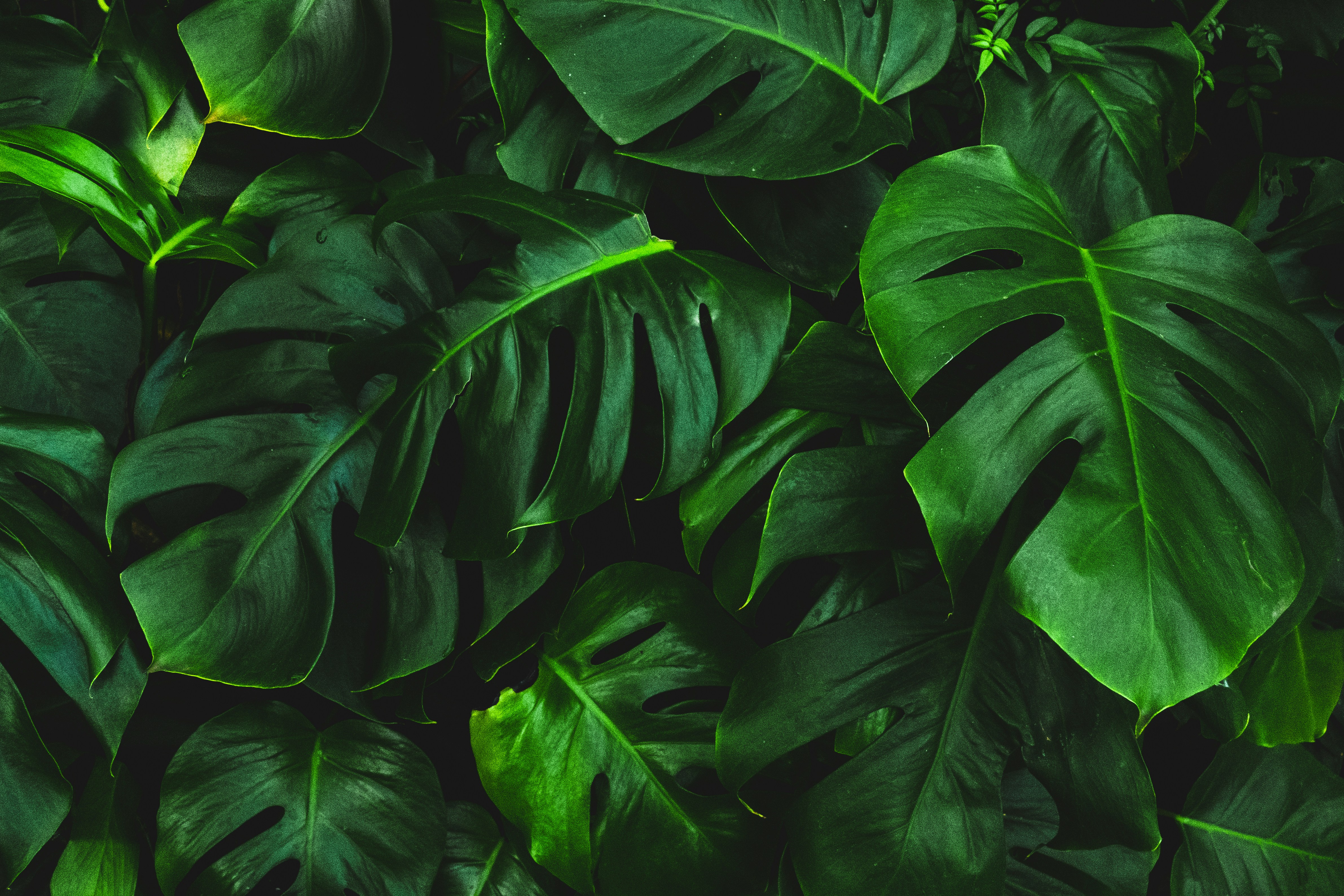 Photo: Josefin/Unsplash