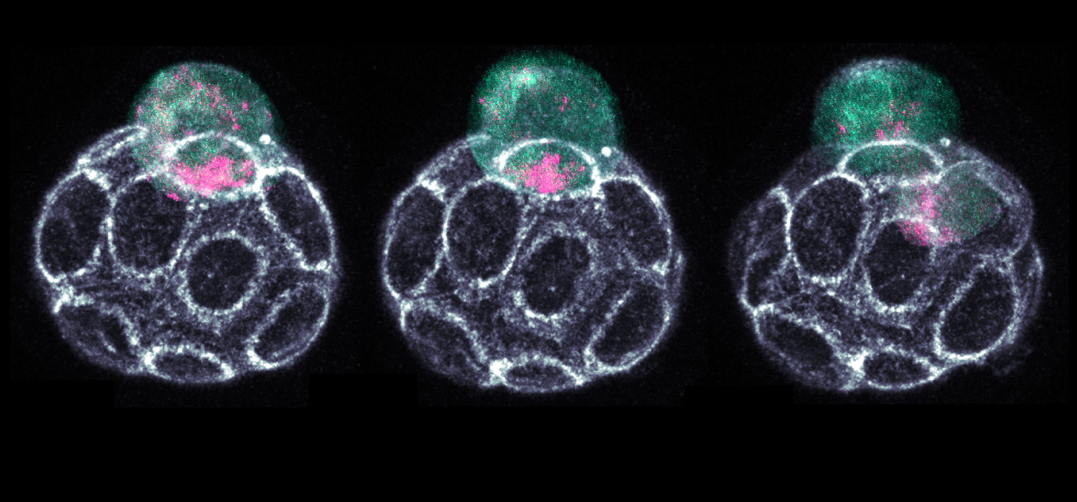 Living mouse embryo transitioning from 16- to 32-cell stage, showing the unequal inheritance of RNA (pink) and endoplasmic reticulum (cyan) to inner and outer daughter cells respectively. (C)  Azelle Hawdon 