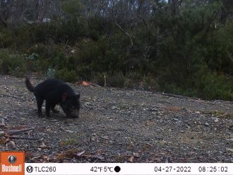 AI helping save the Tasmanian devil