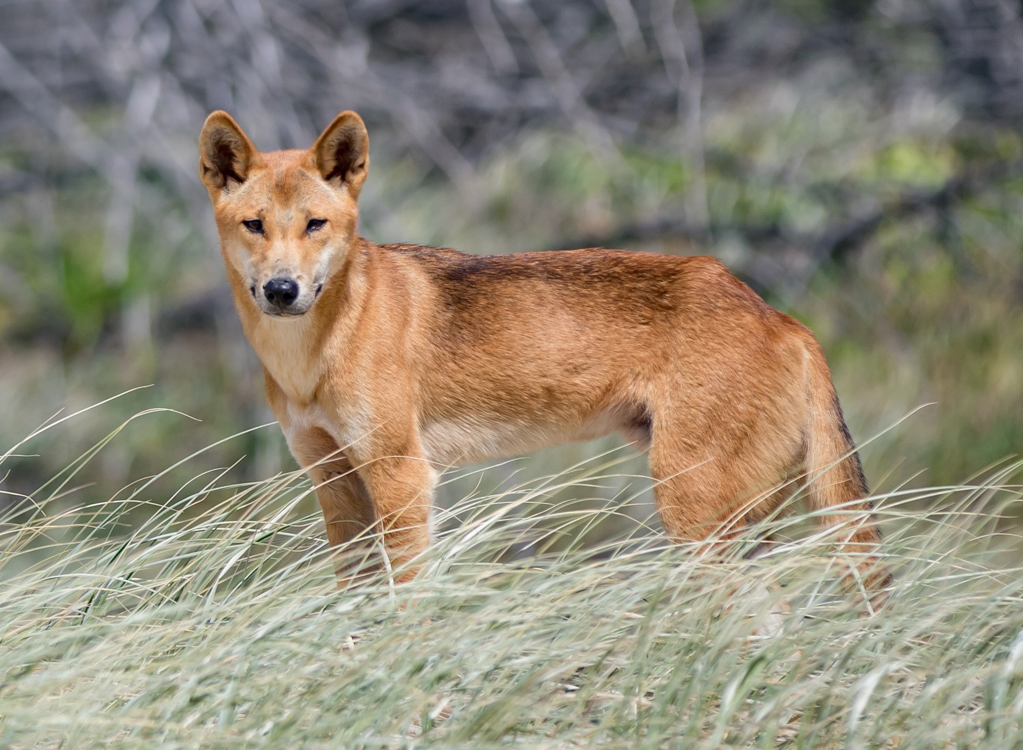 Dingo. Image: Newretreads CC BY-SA 4.0 (https://commons.wikimedia.org/wiki/File:Dingo_of_Fraser_Island-20170215-092336.jpg#/media/File:Dingo_of_Fraser_Island-20170215-092336.jpg)