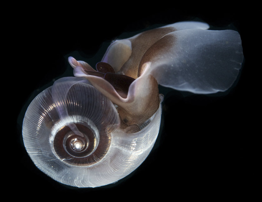 Chichvarkhin A. via Wikimedia Commons