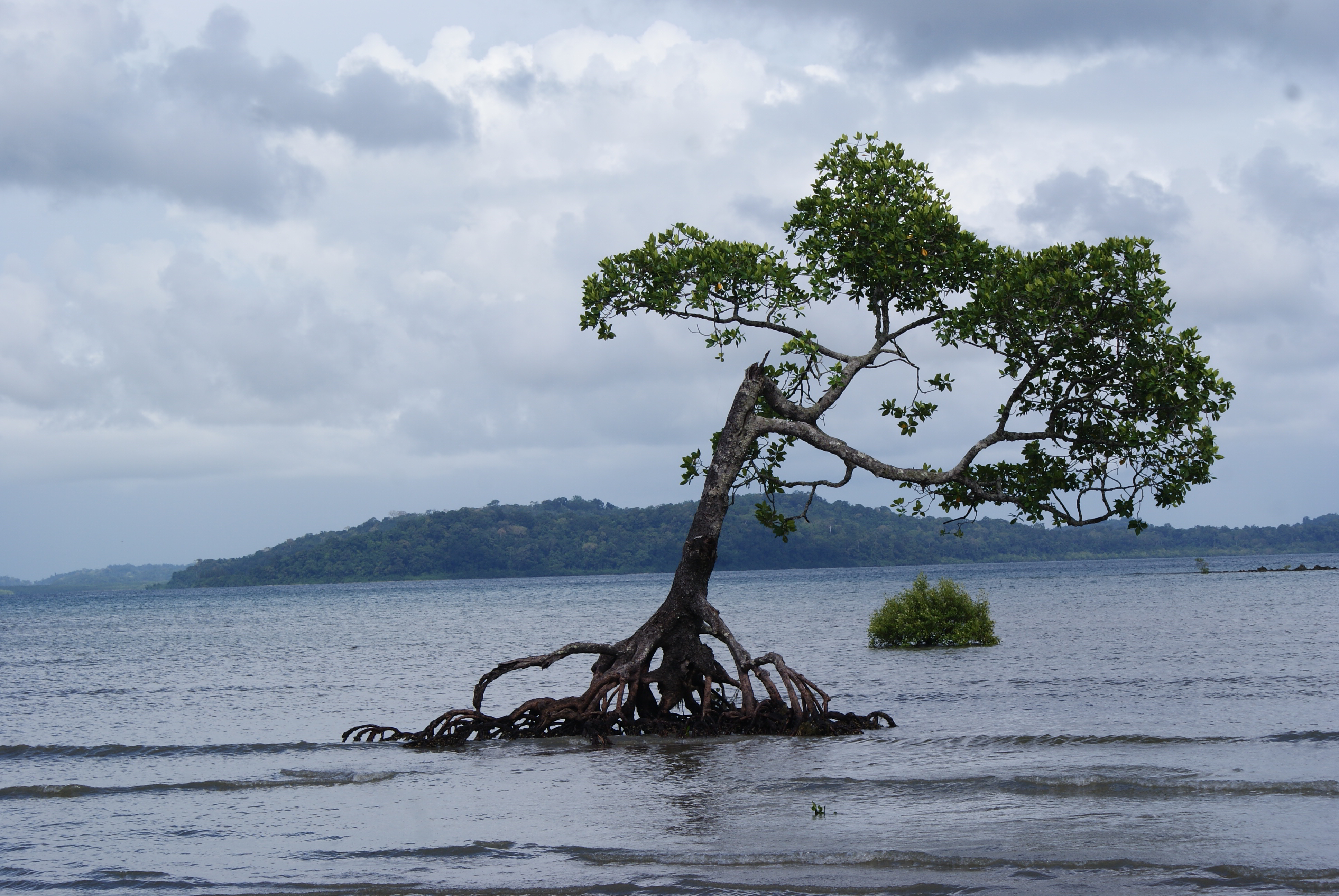 The coastal warrior. Credit: Anirban Mukhopadhyay via Imaggeo [CC BY 3.0]