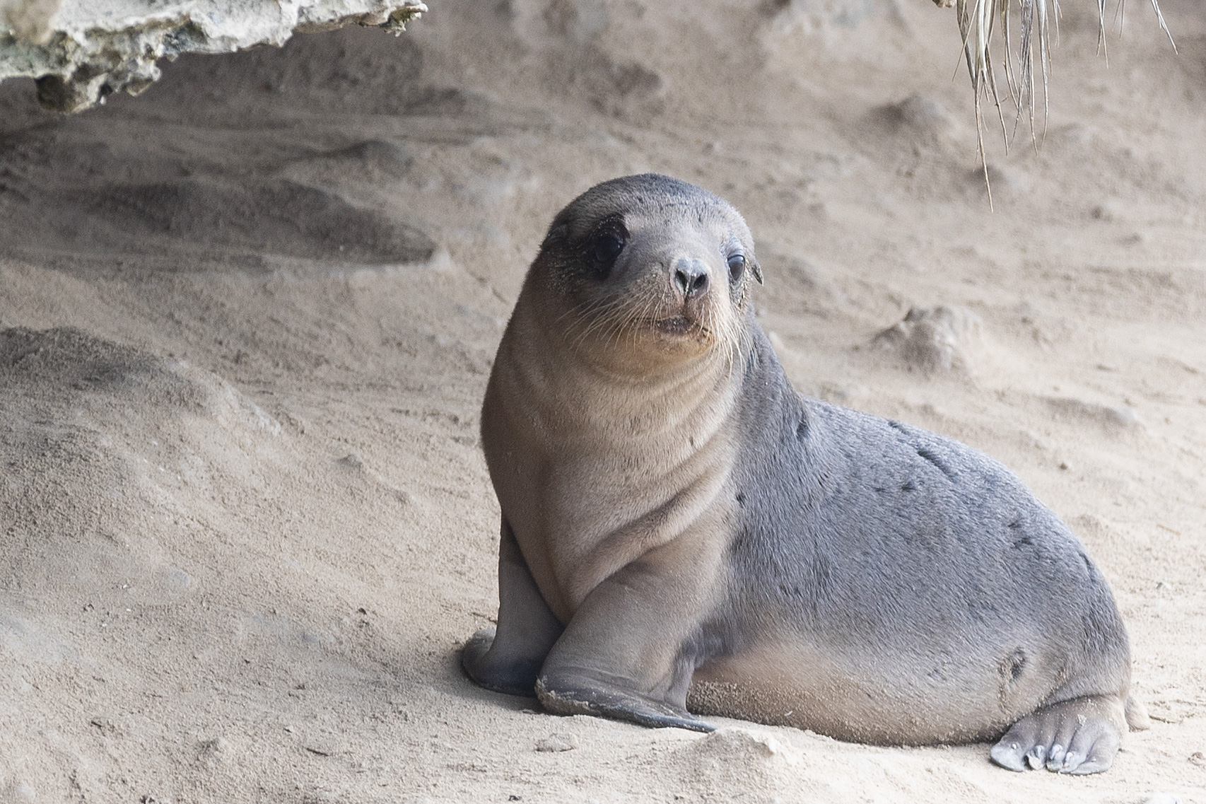 Australian sea lion pup - Seal Bay - Kangaroo Island - Photo Louise Cooper Cooper/University of Sydney