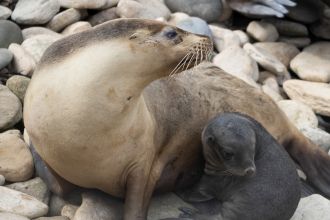Australian sea lion cow and pup