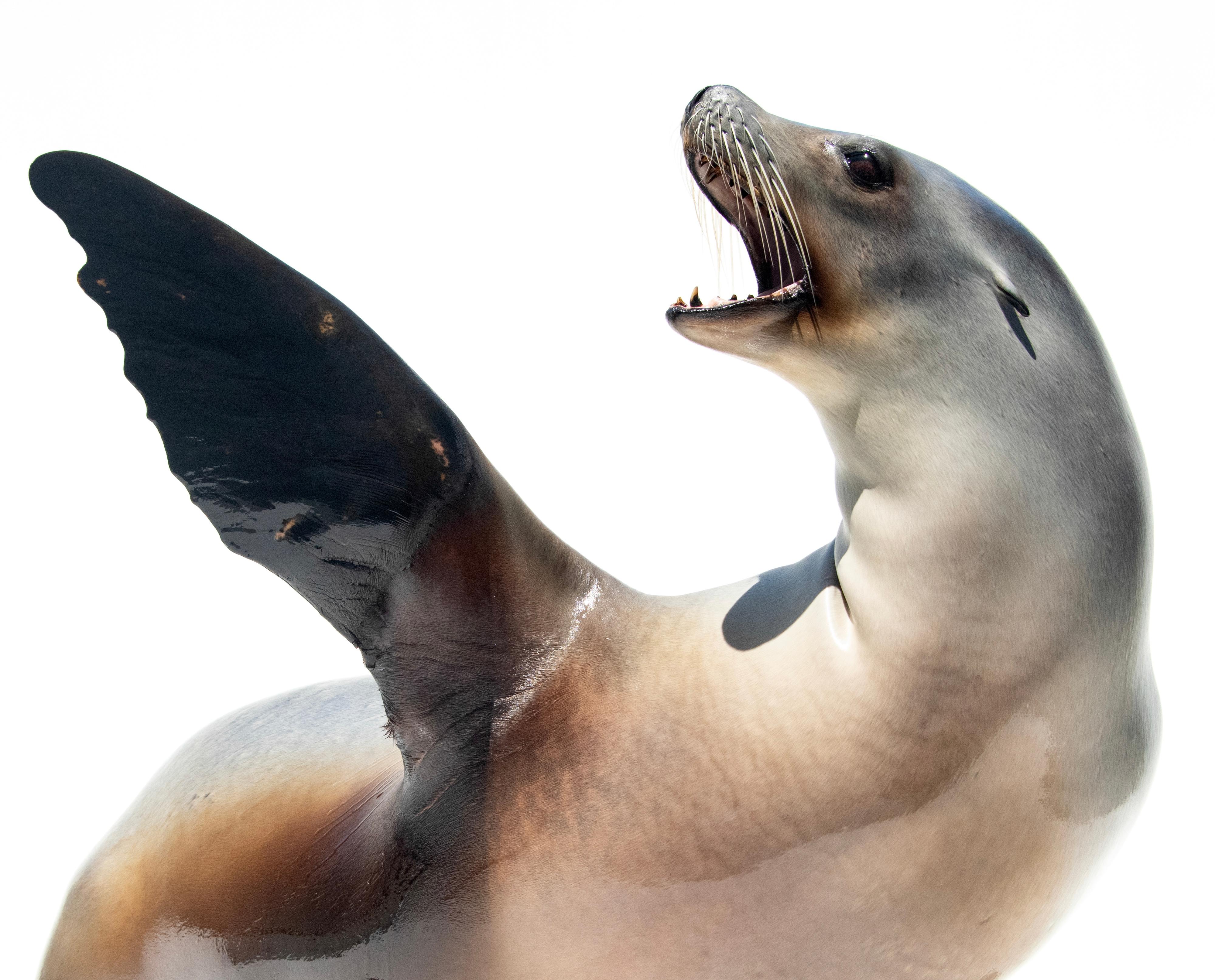 Joel Sartore/Photo Ark. NMFS 23554.