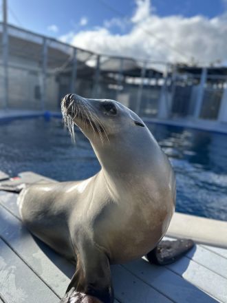 California sea lion Ronan. 