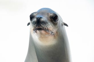 California sea lion Ronan. 