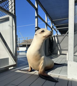 California sea lion Ronan.