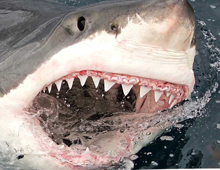  White shark image courtesy www.sharkcagediving.com.au 