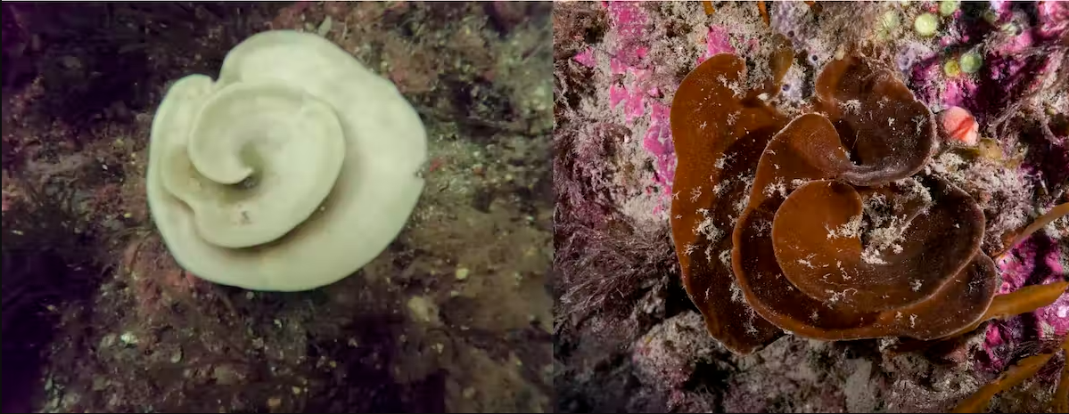 A bleached (left) and healthy (right) cup sponge Cymbastella lamellata. Valerio Micaroni and Francesca Strano, CC BY-ND