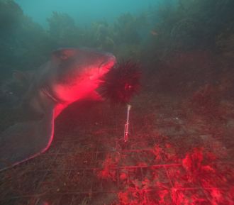 A shark feeding on a sea urchin