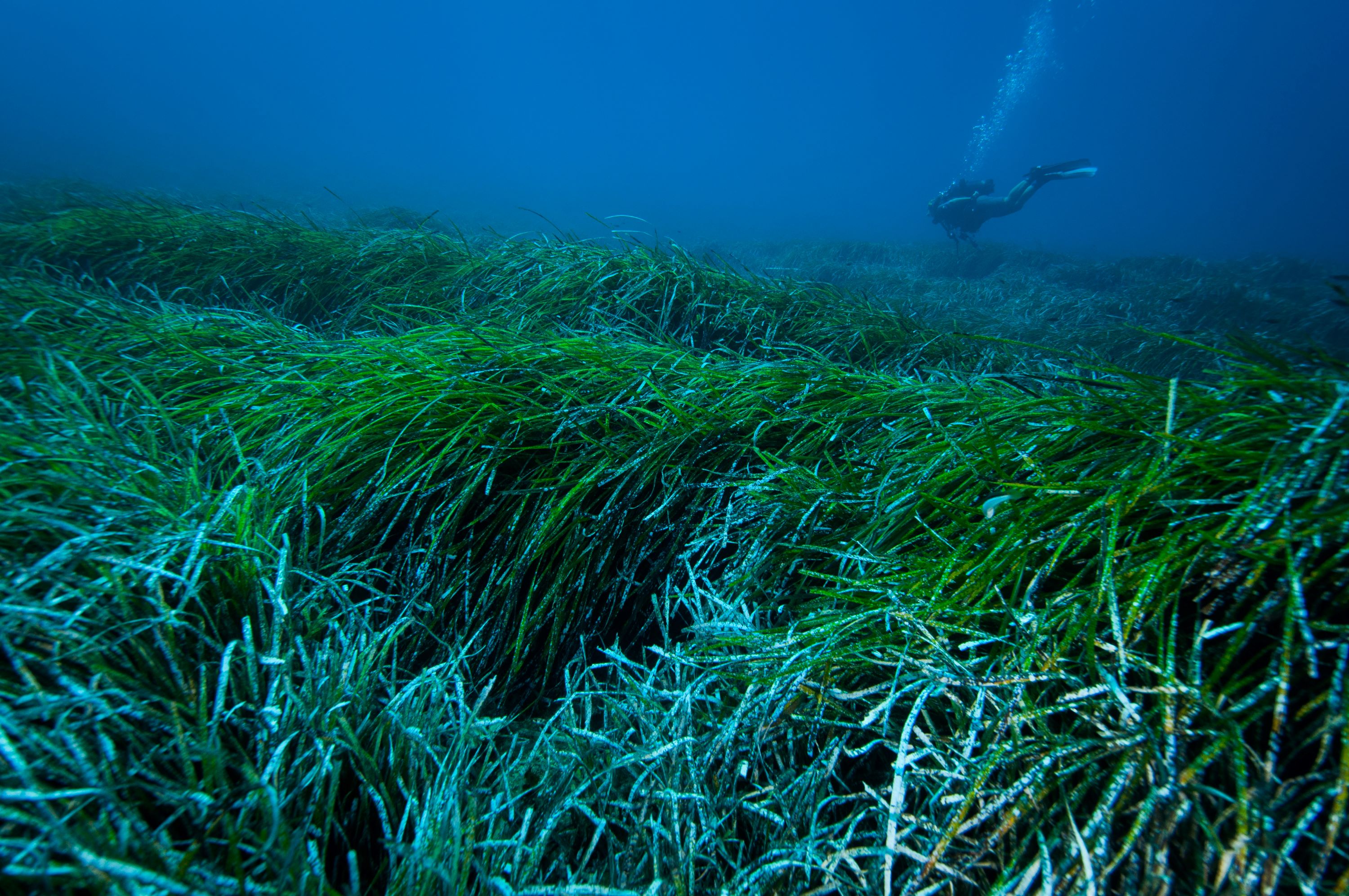 Mediterranean Sea underwater Posidonia oceanica seagrass meadow. Credit: Jordi Regàs.