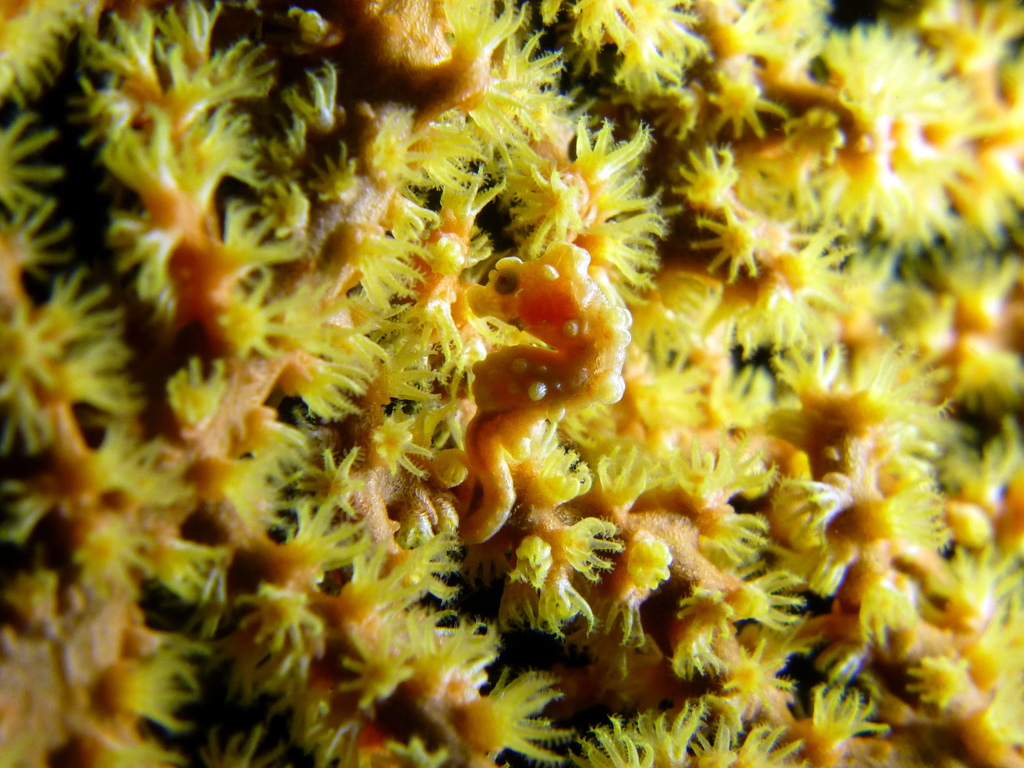 Photo by  squiresk on iNaturalist, CC-BY-4.0