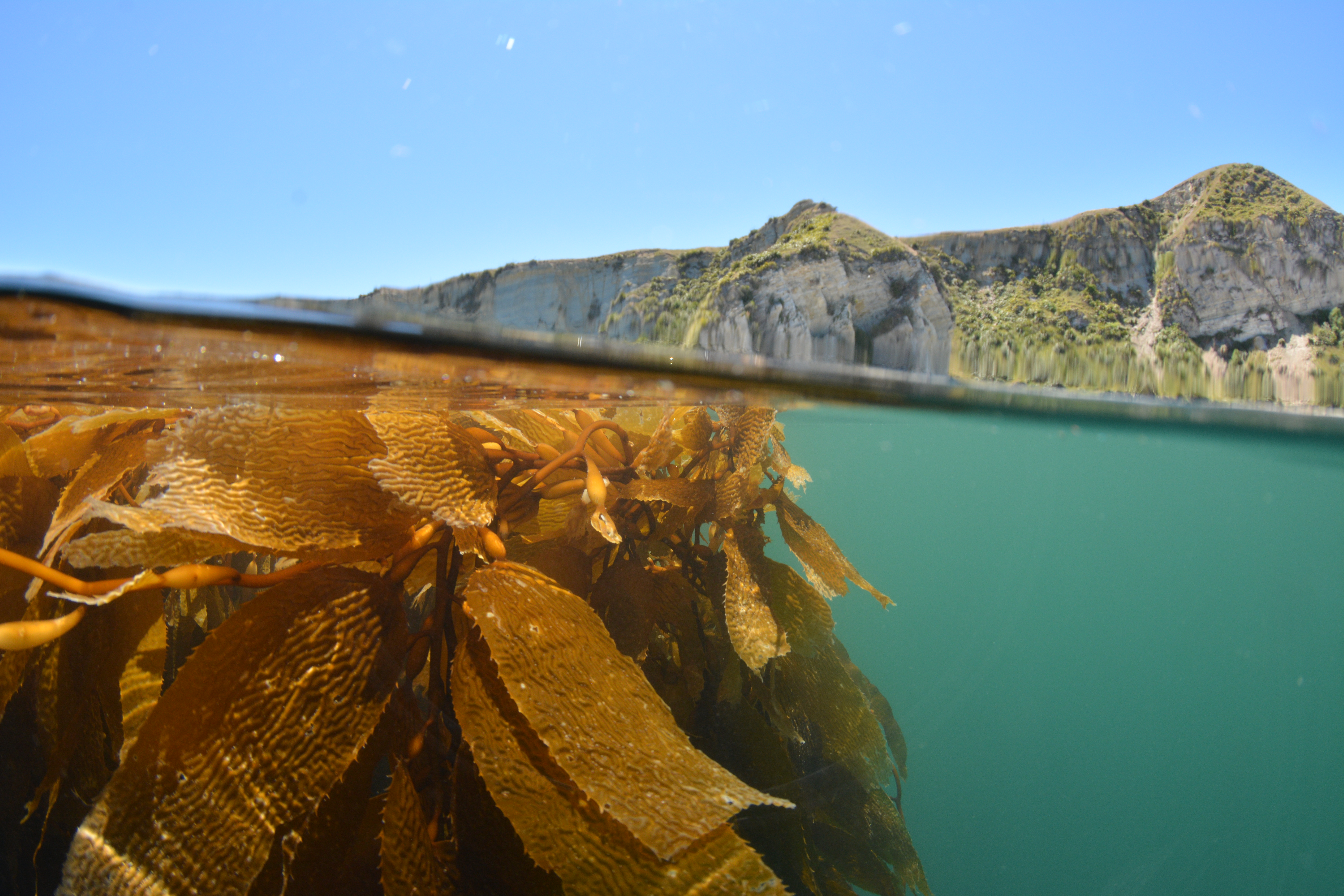 Kaikoura - floating Macrocystis pyrifera. Credit: NIWA (Leigh Tait)