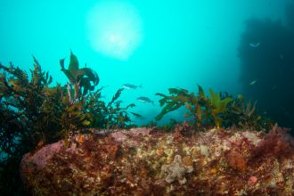 Kaikoura-Carpophilum-spp,-Macrocystis-pyrifera,-Landsburgia-spp,-Ecklonia-radiata-CREDIT-NIWA,-Leigh-Tait.jpg