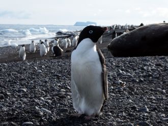 Adélie penguins and Weddell Seal on the beach at Cape Bird, Ross Island