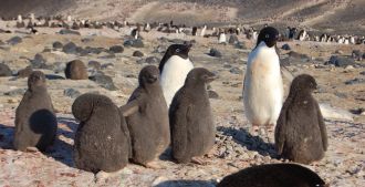 Adélie penguin adults and chicks at colony in the northern Ross Sea