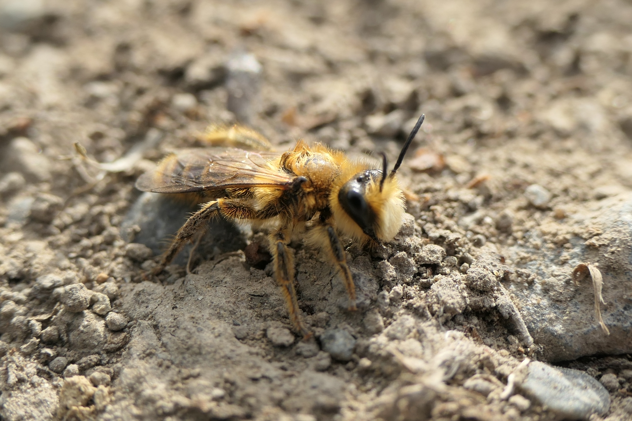 bythepark, CC BY 4.0 <https://creativecommons.org/licenses/by/4.0>, via Wikimedia Commons