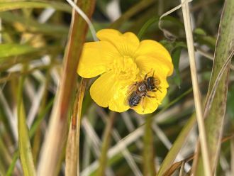 Native bee on flower