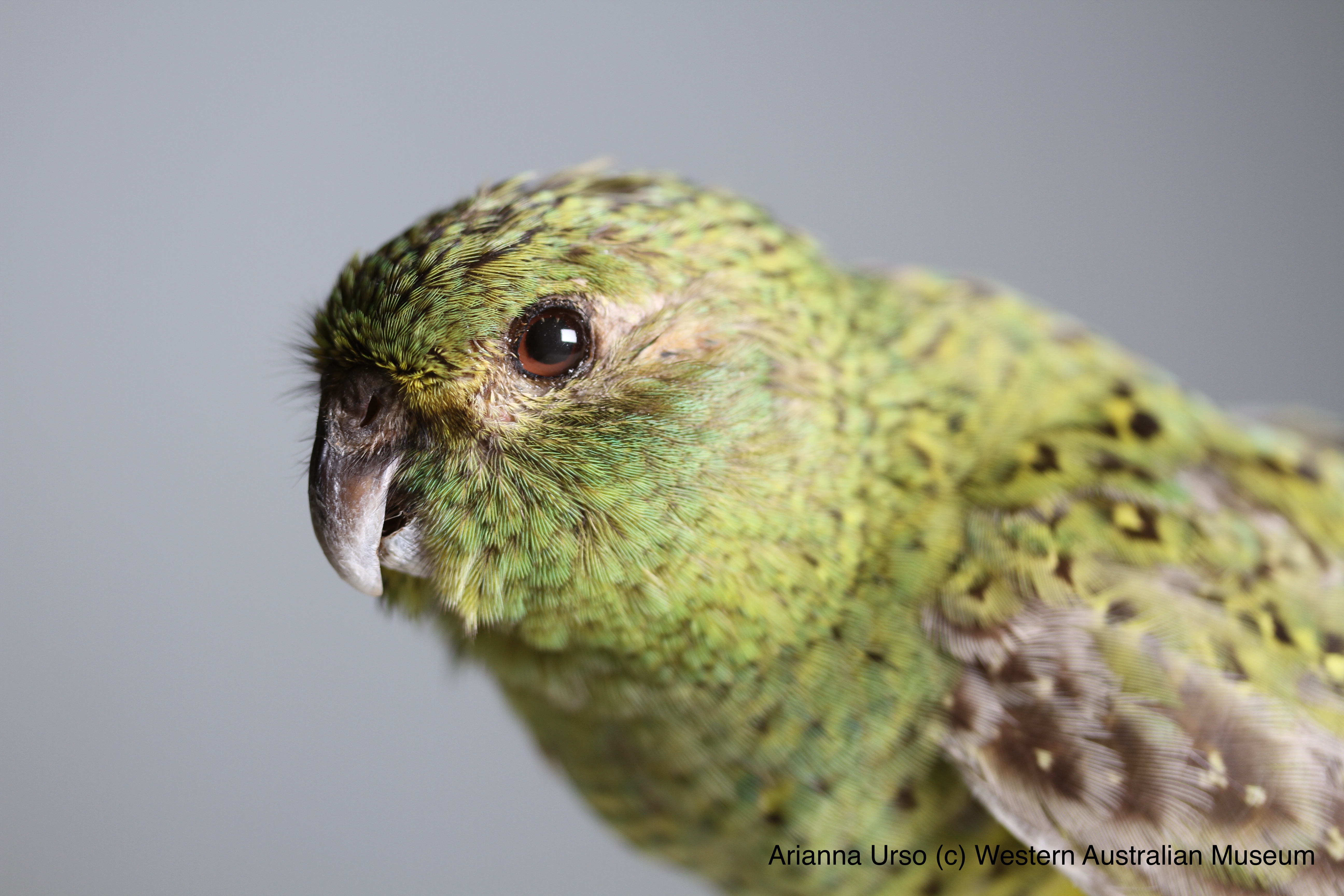  Arianna Urso / Western Australian Museum