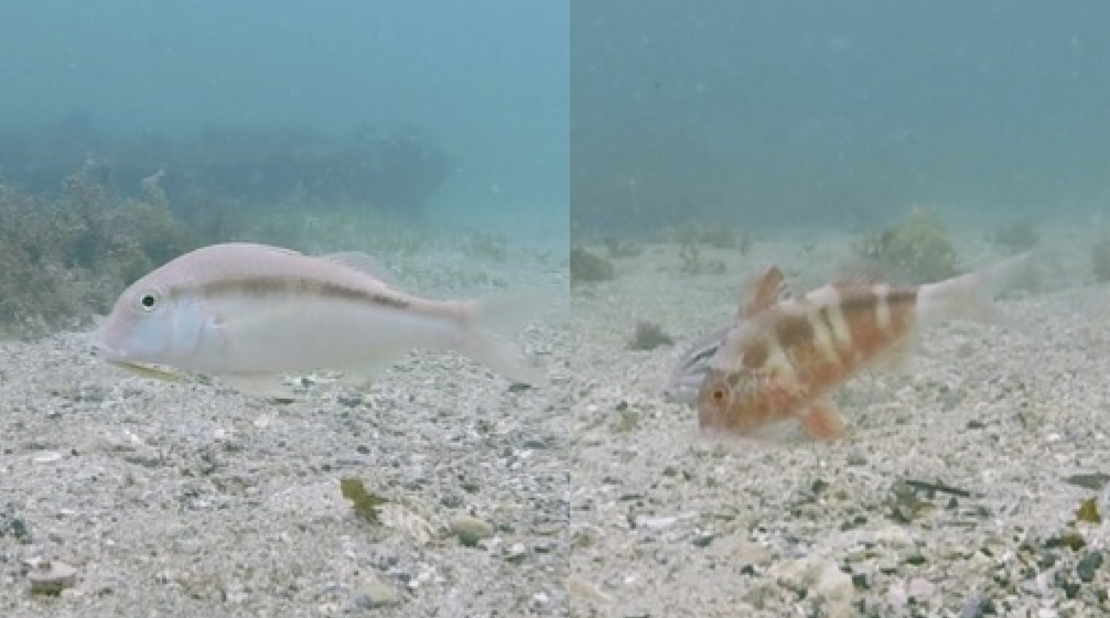 	This image shows the different colours displayed by the bluelined goatfish. These images are the same fish photographed 20 seconds apart. The image on the left shows the plain white colouration, the image in the right is the red striped colour which is often seen when goatfish are eating.