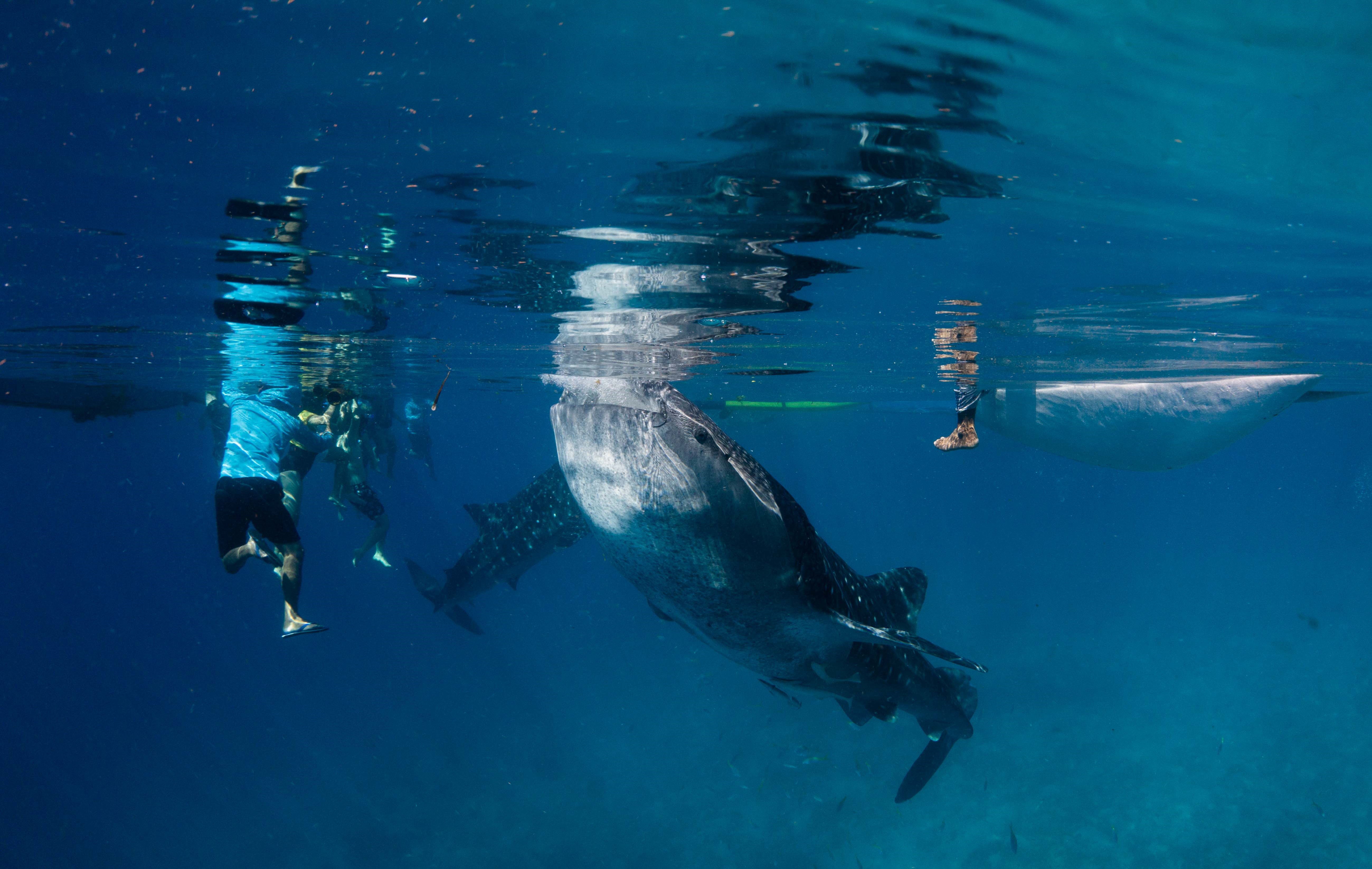 Whale shark tourism at Oslob, Philippines. Photos and video courtesy Dr Gonzalo Araujo (Marine Research and Conservation Foundation, UK)