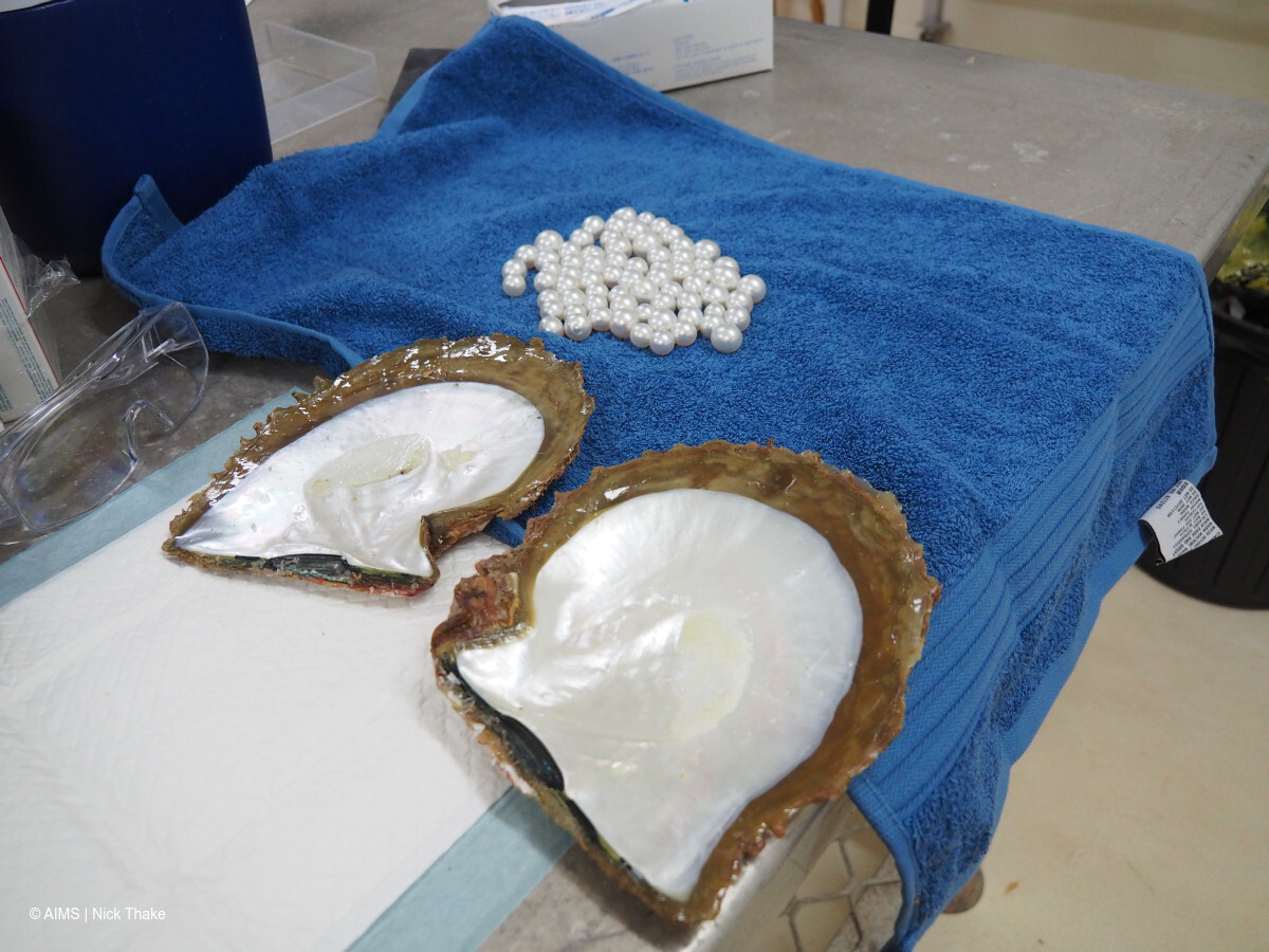 © AIMS | Nick Thake / A silverlip pearl oyster and pearls