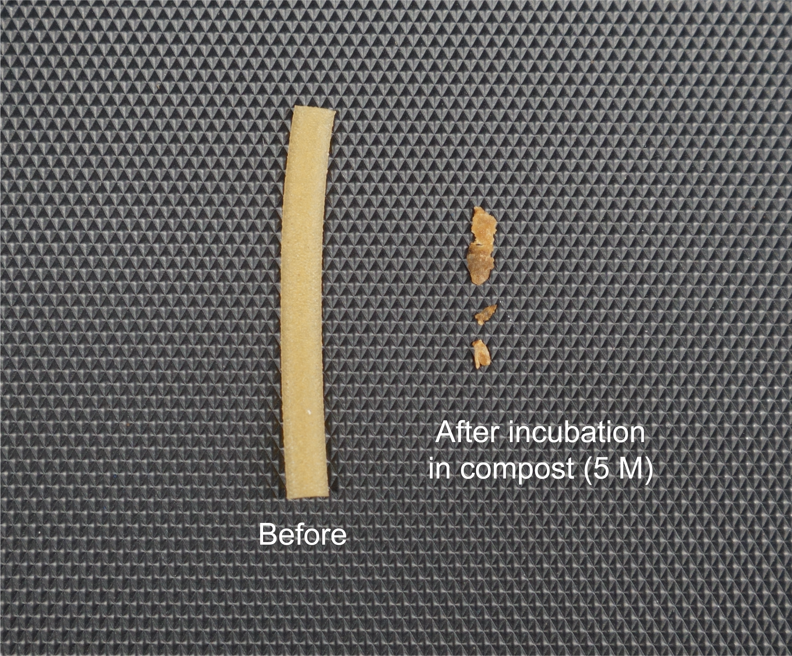 A biocomposite plastic breaks down fast in compost. Credit: Han Sol Kim