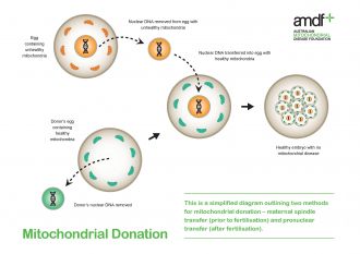 Simplified diagram of mitochondrial donation