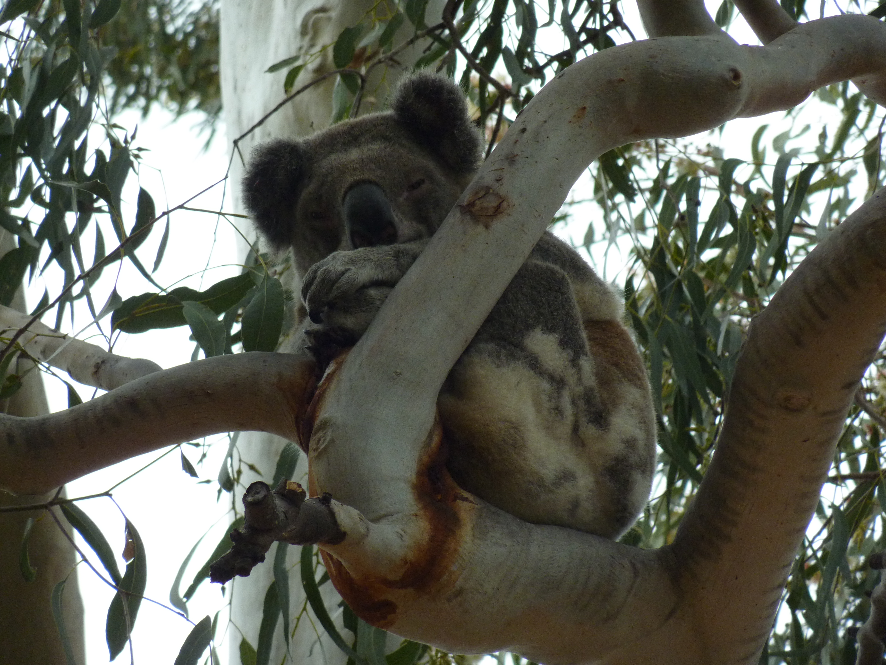 One of the Koalas from the population north of the Brisbane River with a genomic adaptation offering new hope for breeding programs. Image: UQ.