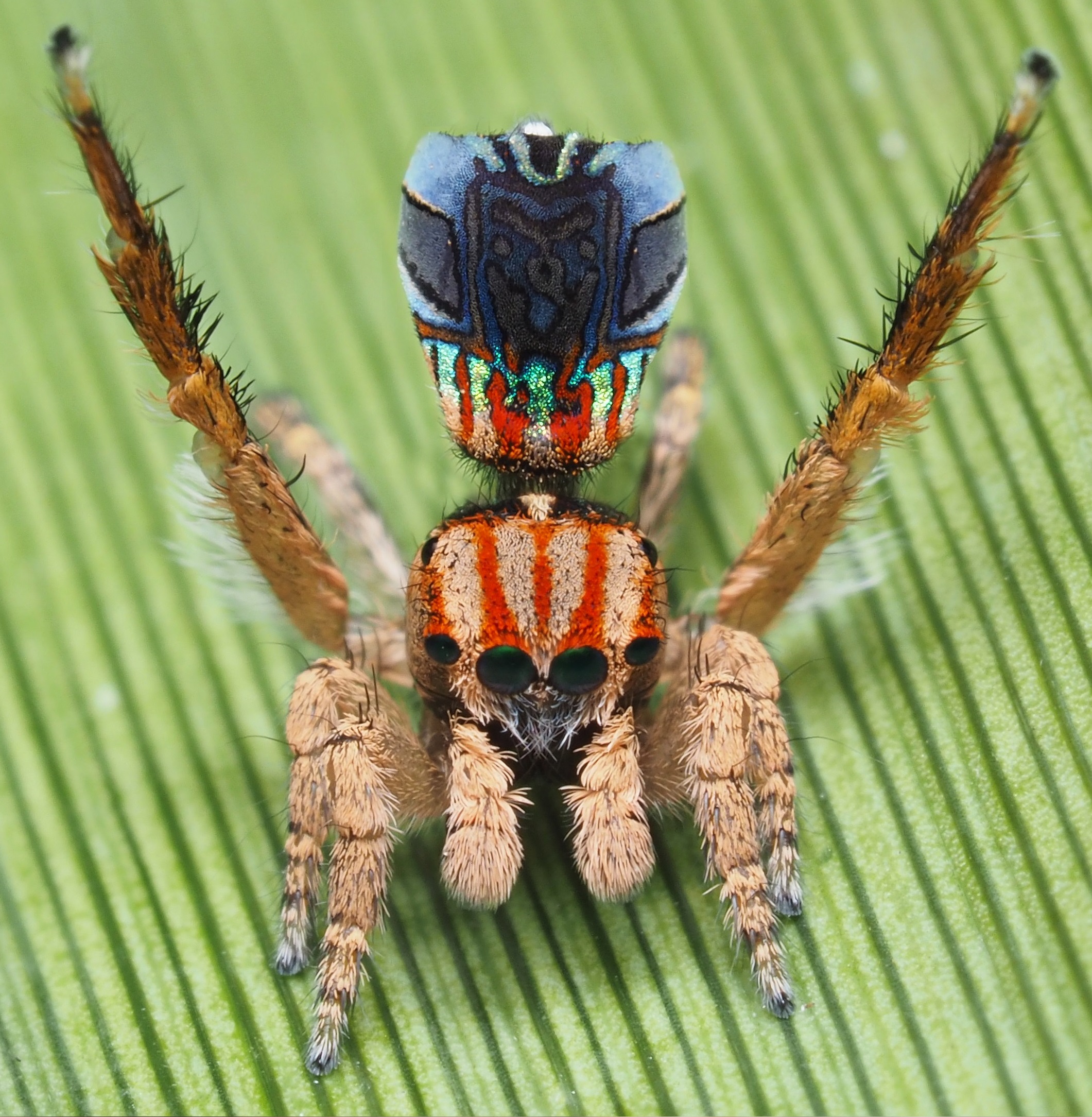 Maratus azureus. Image by Joseph Schubert.