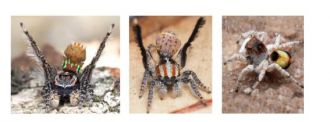 Left to right - Maratus noggerup, Maratus suae, Maratus volpei