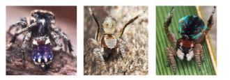 Left to right - Maratus constellatus, Maratus inaquosus, Maratus laurenae. 