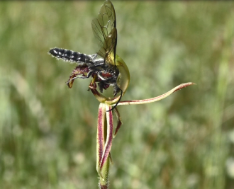 Dragon Orchid pollination by a male thynnine wasp