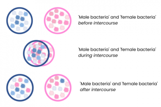 ‘Sexome’ bacteria can be transferred during intercourse
