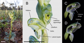 Diagram of Pterostylis cycnocephala
