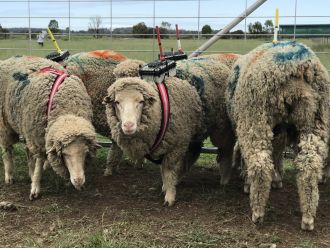 Stressed Sheep - localisation devices